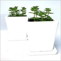 들꽃향기 모기퇴치식물 1+1+1 3개 구문초 야래향 벤쿠버 허브 식충식물, 애플민트도자기화분2개