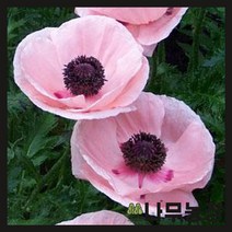 (나무농장) 수입숙근초 숙근양귀비 파라디소