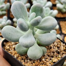 다육식물(보톡스미인) 랜덤 발송