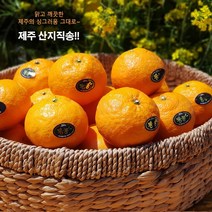 첫 출하!! 제주산지직송 카라향 2.5kg(15-25수 선물용) 나른한 봄을 깨우는 싱그러운 과즙이 팡팡