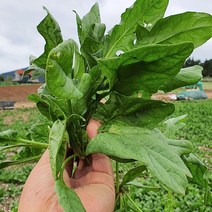 남해 해풍 시금치 제철 노지 보물초 1kg 3kg 5kg, 시금치 5kg
