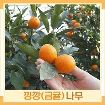 귤나무 묘목 낑깡나무 금귤 7치화분 결실주 1개