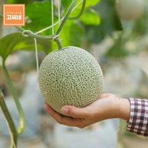 고씨네 특급 멜론6kg 멜론과일 국산메론 멜론종류멜론 멜론가격 머스크멜론 칸탈로프멜론 머스크메론 메론 양구메론 세지메론 메론가격 곡성메론, 본상품, 초심유지 본상품선택