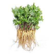 무농약 새싹삼(중) 100수 (고흥농장), 단품