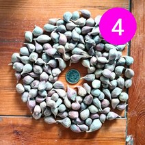 송이네농장 23년 의성 주아(통마늘) 4번 종자마늘 씨마늘 토종마늘, 4번 3kg(대략2200~2400개)