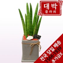 대박플라워 스투키 개업화분 집들이 인테리어 공기정화식물 관엽식물 꽃배달