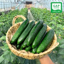 단맛 나는 클로렐라 미인오이 오이지 스낵 피클용 2kg 3kg 5kg, 1BOX, 클로렐라 F1미인오이 5kg