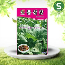 솔림텃밭몰 돌산갓씨앗 5000립 갓씨앗 돌산갓종자 갓종자 쌈채소, 단품