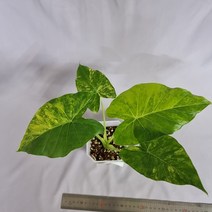 알로카시아 오도라 옐로우 바리에가타 마우이 스플래쉬 희귀식물 실내식물