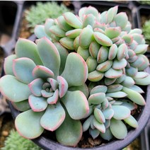 찐다육 예쁜 다육이38종, 27번- 브레이브 철화, 1개