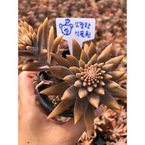 [평창] 와송 바위솔, 1개