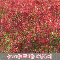 충주원예조경 / 홍가시(레드로빈) / H1.0(1m), 주