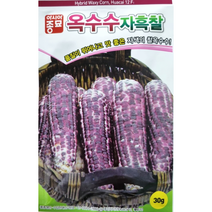 옥수수자흑찰30g 아시아종묘 옥수수씨앗 품질이 뛰어나고 맛좋은 자색의 찰옥수수