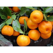 제주 노지감귤 명품귤 산지직송 당도보장 고당도 5kg 10kg, 중대과(L)
