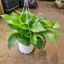 스킨답서스(중품) 걸어서 키우는 키우 _ 11111EA, 그린 본상품선택