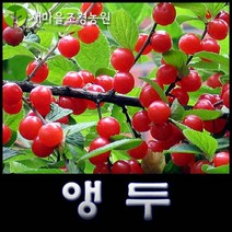 앵두나무 앵두나무묘목 과일나무 꽃나무 조경수, 1개