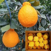 향토박이 제주 한라봉 5kg 10kg 선물용 가정용 꼬마 못난이 서귀포 오부자농장, 1, 선물용 한라봉10kg(약30~42과)