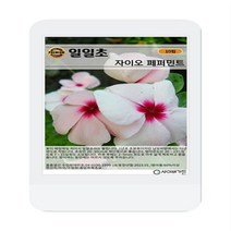 일일초 자이오 페퍼민트 씨앗 10립 일일초 꽃씨 씨앗 대장