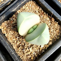꽃나무팜 리톱스 금영 적화 코노피튬 희귀다육 반려식물 다육식물키우기