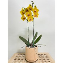 퀵 배송 축하난배달 잠실개업화분 교대승진난 서울서초개업화분 양재축하화분 문정개업화분 강남축하화분 송파축하화분 장지승진축하난 잠실퀵배송 수서꽃배달 성남개업화분사당난배달서울승진축하난, 4.그린