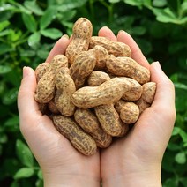 23년 햇땅콩 피땅콩 삶아먹는 촉촉 땅콩, 1개, 예천 생땅콩 / 1kg