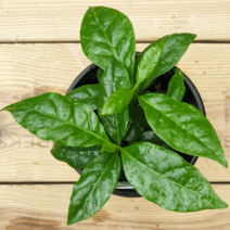 [모종가게] 커피나무 / 실내공기정화식물 화분 키우기 쉬운 미세먼지 제거