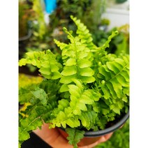 보스턴고사리 (소품) / 공기정화식물 / 고사리과 / 미세먼지제거식물