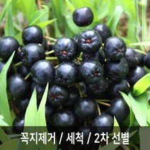 아로니아 생과 급냉, 5kg, 아로니아급냉(꼭지제거), 1개