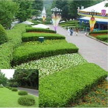 같이가치농원 회양목나무 (H0.4전후) 5주묶음