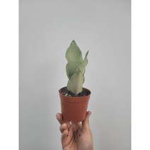 샤인 문샤인산세베리아 소품 15~25cm 29