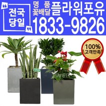 개업화분 개업선물 배달 이사 실내공기정화, (선택21)황금꽃기린