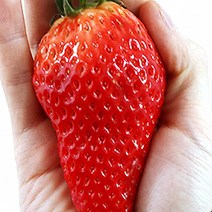 딸기직거래 논산킹스베리 11월딸기 산지직송딸기 논산킹스베리딸기, 킹스베리_1kg (35g이상)