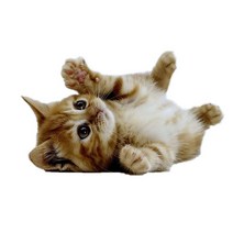 차량용 냉장고 미니 냉온장고 캠핑용 온장고 3Ratels CM29 사랑스러운 고양이 페르시아 Birman Bombay 영국, 04 CM29-4_04 40cm(15.75 inch)