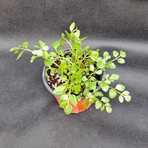 미소화원농장 미나리 모종 쌈 채소 키우기, 1개