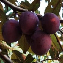 자두나무 묘목 피자두나무 2년생, [ 피자두나무 2년생 ]