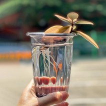 아쿠아그린 플랜터 - Tall (회색/살구색), 살구색