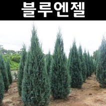 블루엔젤 나무 묘목 4치포트 1개/정원수 조경수