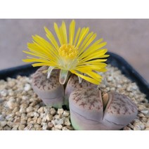 빌로붐-1198 코노피튬 희귀다육 선인장 아프리카농장, 1개