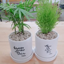 인플랜츠팜 율마 테이블야자 1+1 피톤치드 공기정화식물 1등 캘리그라피화분