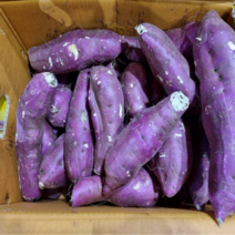 야채삼촌 못난이 세척 고구마 꿀밤고구마 베니하루카 10kg (크기 랜덤)