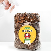 집에서 잘자람 느타리 표고 버섯 키우기 키트 1+1, 고기느타리버섯 표고버섯1+1