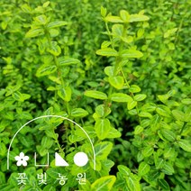 [10포트] 꽃빛농원 황금줄사철 3치포트 줄사철 묘목, 4치포트 (10개), 10개