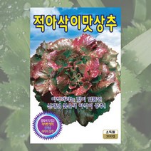적아삭이맛상추씨 300립 적아삭이상추 씨앗 대장 KS종묘, 1개