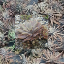 (성실C)와송모종(2년차) 대형모종 20개