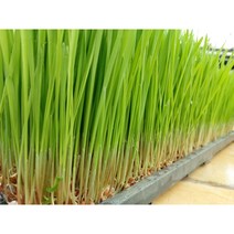 새싹귀리 귀리새싹 캣그라스 고양이풀 녹즙재료 분당밀싹농장 새싹채소, 1kg