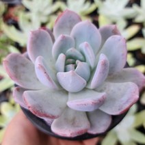 주문폭주 국민다육이 모아보기, 6번- 오렌지먼로, 1개