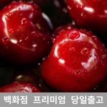 가락청과네 체리 5kg 바이오체리 생체리 가격 과일, 1, 본상품선택