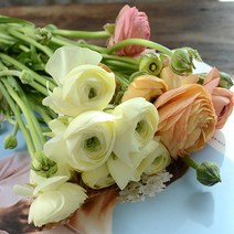라넌쿨러스 봄꽃 생화꽃 Ranunculus 꽃은 언제나 옳다, 핑크