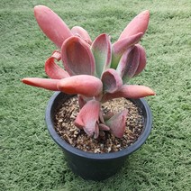 다육세상 다육이 호빗당인