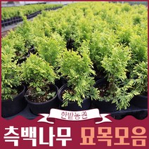 서양측백나무 울타리나무 묘목모음 스카이로켓 황금주목 골든스마라그 에메랄드골드 조경 정원꾸미기, 10.블루엔젤
